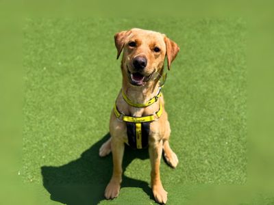 Molly | Retriever (Labrador) | Salisbury (Wiltshire) - 5