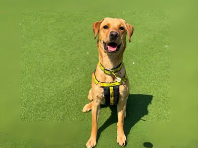 Molly | Retriever (Labrador) | Salisbury (Wiltshire) - 3