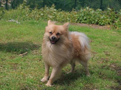 Rocco | Pomeranian | Merseyside (Liverpool) - 3