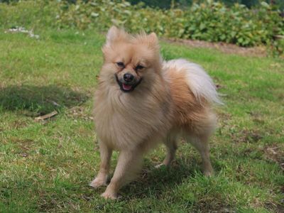 Rocco | Pomeranian | Merseyside (Liverpool) - 2