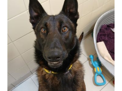 Mars | Belgian Shepherd Dog (Malinois) | Snetterton (Norfolk) - 2