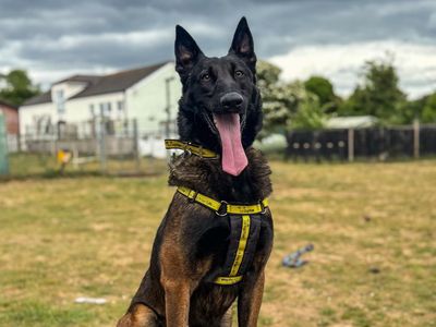 Mars | Belgian Shepherd Dog (Malinois) | Snetterton (Norfolk) - 3