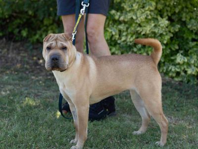 Rosie | Shar Pei | Loughborough - 5