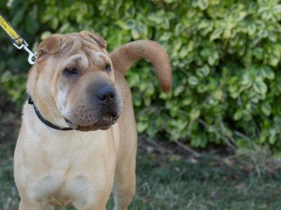 Rosie | Shar Pei | Loughborough - 3
