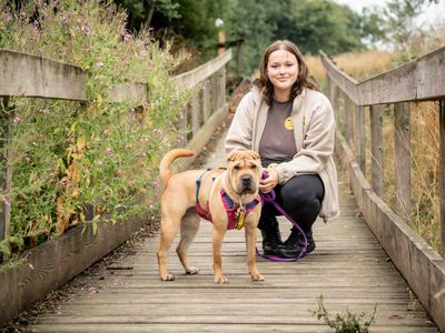 Rosie | Shar Pei | Loughborough - 5