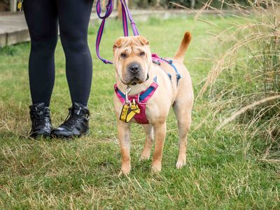 Rosie | Shar Pei | Loughborough - 3