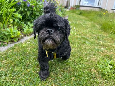 Chloe | Shih Tzu | Ballymena (Northern Ireland) - 2