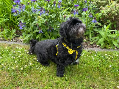 Chloe | Shih Tzu | Ballymena (Northern Ireland) - 3