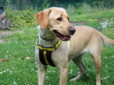 Angel | Retriever (Labrador) | Merseyside (Liverpool) - 3