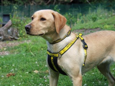 Angel | Retriever (Labrador) | Merseyside (Liverpool) - 2