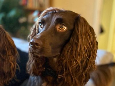 Lulu | Spaniel (Cocker) | Salisbury (Wiltshire) - 5