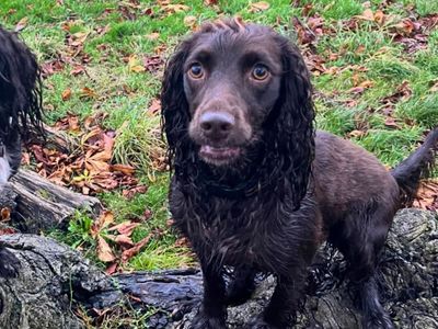 Lulu | Spaniel (Cocker) | Salisbury (Wiltshire) - 3