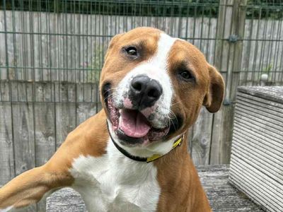 Reginald | Terrier (Staffordshire Bull) Cross | Loughborough - 3