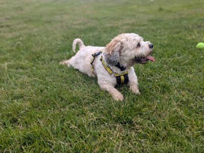 Otis | Bichon Frise Cross | Bridgend (Wales) - 2