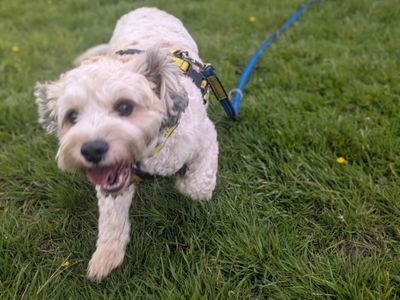 Otis | Bichon Frise Cross | Bridgend (Wales) - 3