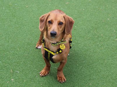 Harry | Dachshund (Smooth Haired) Cross | Glasgow - 3