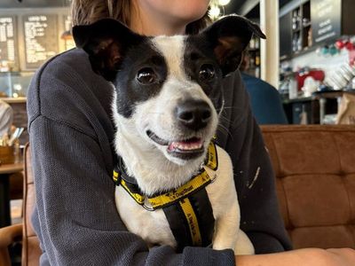 Perdy | Terrier (Jack Russell) | Shoreham (Sussex) - 1