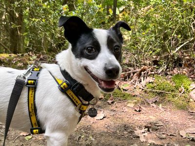 Perdy | Terrier (Jack Russell) | Shoreham (Sussex) - 3