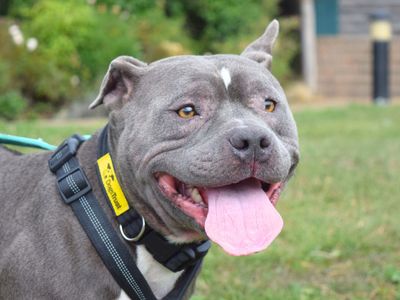 Blue | American Bully Pocket | Harefield West London - 3