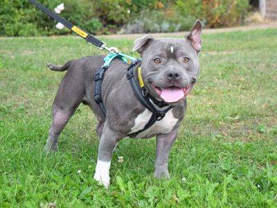 Blue | American Bully Pocket | Harefield West London - 1