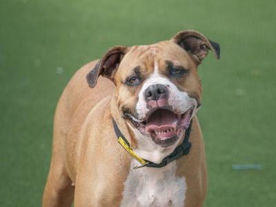 Roxy | Boxer Cross | Loughborough - 3