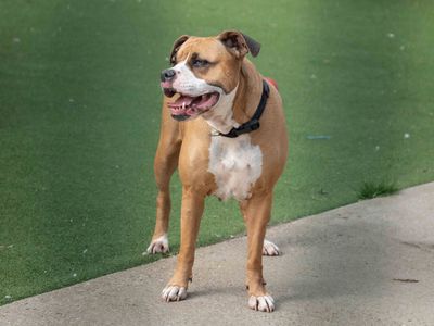Roxy | Boxer Cross | Loughborough - 3