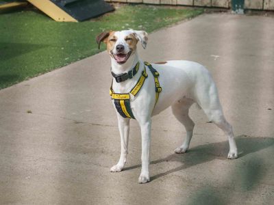 Angel | Terrier (Jack Russell) Cross | Loughborough - 3