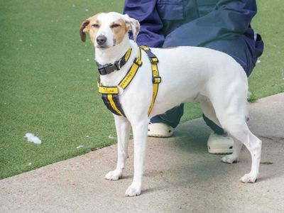 Angel | Terrier (Jack Russell) Cross | Loughborough - 2
