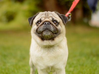 Pugsley | Pug | Kenilworth (West Midlands) - 2