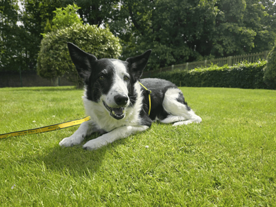 Buster | Collie (Border) | Dundee rehoming - 5