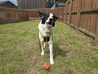 Buster | Collie (Border) | Dundee rehoming - 3