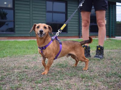 Logan | Dachshund (Miniature Smooth Haired) Cross | Harefield West London - 3