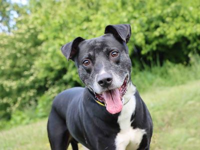 Tyson | Terrier (Staffordshire Bull) Cross | Darlington - 3
