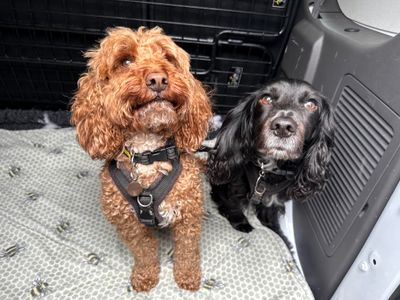 Mabel | Spaniel (Cocker) Cross | Shoreham (Sussex) - 3