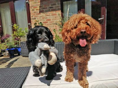 Mabel | Spaniel (Cocker) Cross | Shoreham (Sussex) - 5
