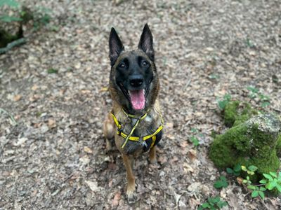 Olivia | Belgian Shepherd Dog (Malinois) | Canterbury - 3