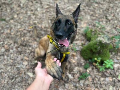 Olivia | Belgian Shepherd Dog (Malinois) | Canterbury - 5