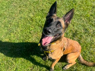 Olivia | Belgian Shepherd Dog (Malinois) | Canterbury - 3