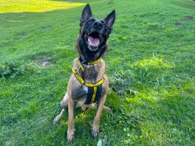 Olivia | Belgian Shepherd Dog (Malinois) | Canterbury - 5