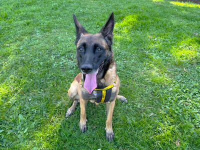 Olivia, a 6 years old female Belgian Shepherd available for adoption from Dogs Trust in Canterbury, Kent