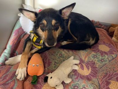 Farl | Collie (Border) Cross | Ballymena (Northern Ireland) - 5