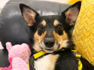 Farl | Collie (Border) Cross | Ballymena (Northern Ireland) - 5