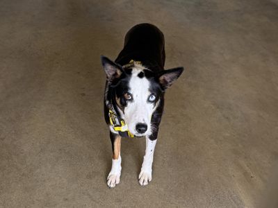Teacake | Collie (Border) | Basildon (Essex) - 3