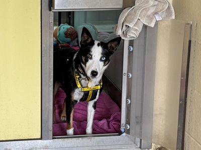 Teacake | Collie (Border) | Basildon (Essex) - 2