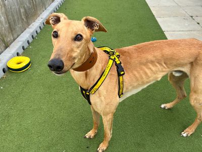 Chase | Greyhound | Snetterton (Norfolk) - 3