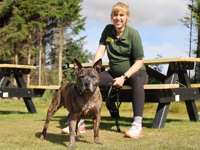 Bobby | Terrier (Staffordshire Bull) Cross | Leeds - 3