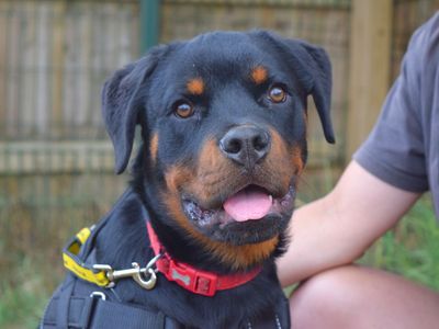Rollo | Rottweiler | Harefield West London - 2