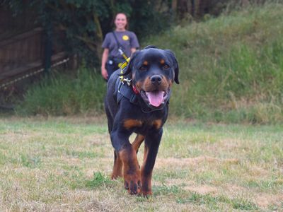 Rollo | Rottweiler | Harefield West London - 3