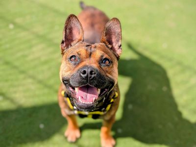 Honey | French Bulldog Cross | Cardiff - 3