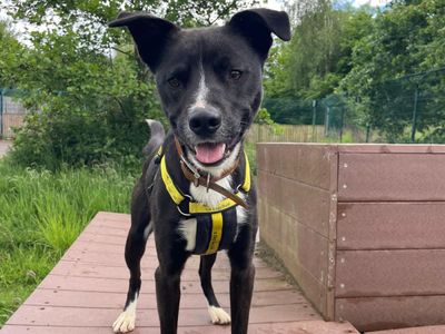 Apollo | Terrier (Staffordshire Bull) Cross | Shrewsbury (Shropshire) - 2